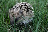 Hedgehog