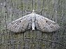 Eupithecia simpliciata (Meldedwerg spanner)