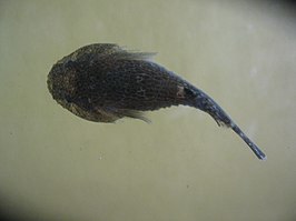 Gobiesox strumosus