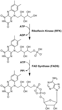 FAD Synthesis.png