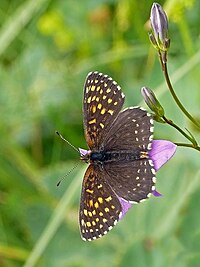 Melitaea diamina - Wikipedia, the free encyclopedia