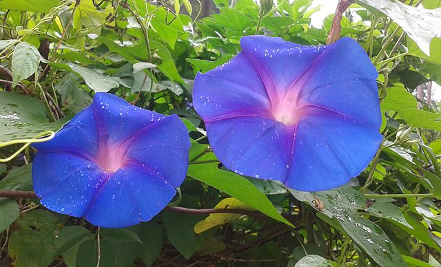 fleurs bleues