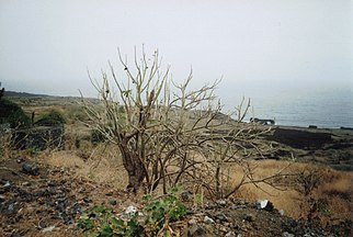 Purgiernussstrauch an der Ostküste von Fogo