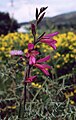 Gladiolus italicus