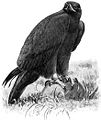 Golden Eagle (small illustration).jpg