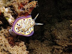 Goniobranchus kuniei en bahía Bima (Sumbawa, Indonesia)