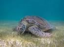 Green turtle (Chelonia mydas), Quintana Roo, Mexico