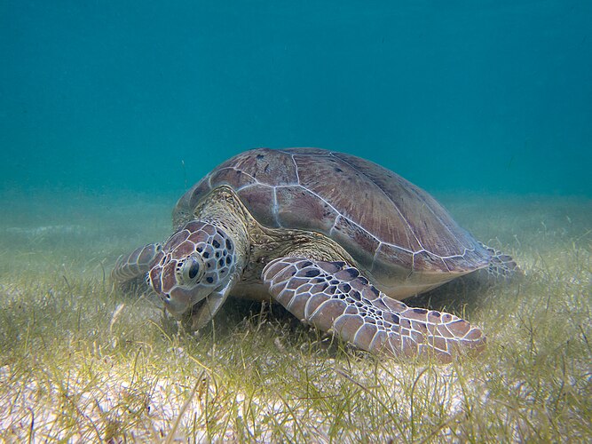 Зелёная морская черепаха (Chelónia mýdas) поедает водоросли. Залив Акумаль, Мексика