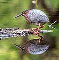 Green heron