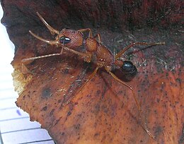 Indiai ugróhangya (Harpegnathos saltator)