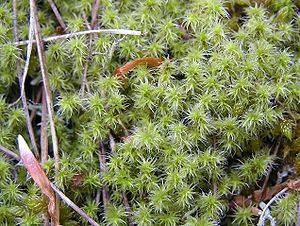 Hedwigia ciliata