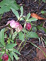 Helleborus orientalis subsp. abchasicus