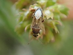 Heterogaster artemisiae, France.