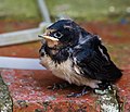 Juvenile in England