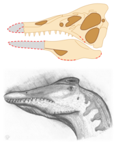 正模颅骨的旧版重建，由马提尔等人在1996年制作，下方是据此绘制的过时复原图