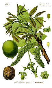 Miniatura per Juglans regia