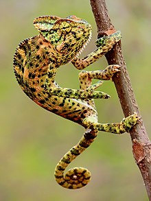 Индийский хамелеон (Chamaeleo zeylanicus) Фотография Шантану Кувескар.jpg