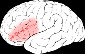 Inferior frontal gyrus.png