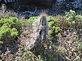 Typische Vegetation der Isla Damas