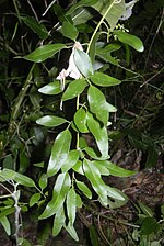 Miniatura para Jasminum didymum