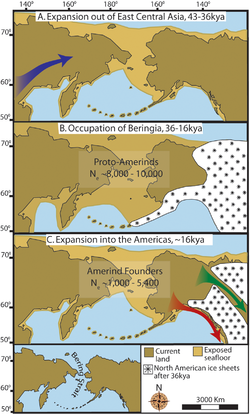 "Three maps of prehistoric America.(A) then gradual population expansion of the Amerind ancestors from their East Central Asian gene pool (blue arrow). (B) Proto-Amerind occupation of Beringia with little to no population growth for ≈20,000 years. (C) Rapid colonization of the New World by a founder group migrating southward through the ice-free, inland corridor between the eastern Laurentide and western Cordilleran Ice Sheets (green arrow) and/or along the Pacific coast (red arrow). In (B), the exposed seafloor is shown at its greatest extent during the last glacial maximum at ≈20–18 kya [25]. In (A) and (C), the exposed seafloor is depicted at ≈40 kya and ≈16 kya, when prehistoric sea levels were comparable. A scaled-down version of Beringia today (60% reduction of A–C) is presented in the lower left corner. This smaller map highlights the Bering Strait that has geographically separated the New World from Asia since ≈11–10 kya."