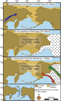 "Mappe raffiguranti ciascuna fase delle prime migrazioni umane in tre stadi per il popolamento delle Americhe. (A) Espansione graduale della popolazione degli antenati amerindi dal loro corredo genetico asiatico centro-orientale (freccia blu). (B) Occupazione protoamerindia della Beringia con scarsa o nessuna crescita della popolazione per ≈20.000 anni. (C) Rapida colonizzazione del Nuovo Mondo da parte di un gruppo fondatore che migra verso sud attraverso il corridoio interno, libero dai ghiacci, tra le calotte di ghiaccio del Laurentide orientale e della Cordigliera occidentale (freccia verde) e/o lungo la costa pacifica (freccia rossa). In (B), il fondo del mare esposto è mostrato nella sua maggiore estensione durante l'Ultimo massimo glaciale a ≈20–18 kya [25]. In (A) e (C), il fondo del mare esposto è raffigurato a ≈40 kya e ≈16 kya, quando i livelli del mare preistorici erano comparabili. Una versione in scala ridotta della Beringia oggi (riduziine al 60% di A–C) è presentata nell'angolo inferiore sinistro. Questa mappa più piccola mette in evidenza lo Stretto di Bering che separa geograficamente il Nuovo Mondo dall'Asia a partire da ≈11–10 kya."