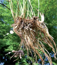 Juncus articulatus with root galls caused by Juncorrhiza casparyana (arrows). Journal.pone.0128183.g001.TIF