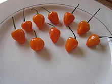 Камбузи Chili Pepper.jpg