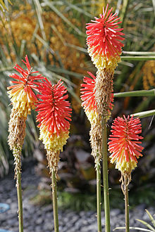 Kniphofia02.jpg