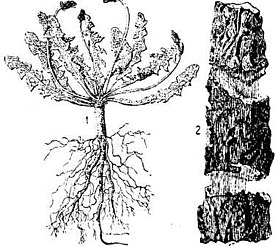 Иллюстрация из Сельскохозяйственного словаря-справочника, 1934 год слева (1) — куст растения справа (2) — нити каучука в корне.