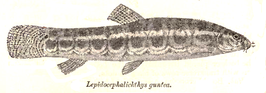 Nemacheilus guttatus