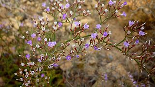 Siempreviva de Cartagena (Limonium carthaginense).