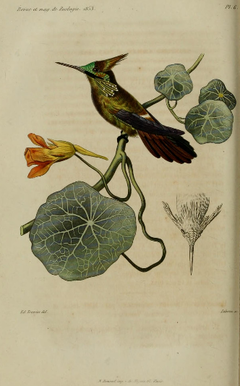 Description de l'image Lophornis chalybeus verreauxii.png.