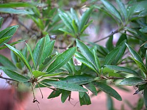 種小名 longifolia〈葉の長い〉の通り細長く披針形の葉。