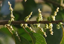 Flores masculinas Calcuta, Bengala Occidental, India.