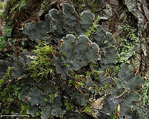 Himnuskóf (Peltigera membranacea) hefur blaðkennt vaxtarlag.