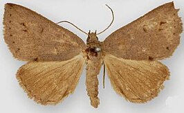 Argyrostrotis diffundens