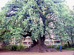 El ombú, propio de la pampa argentina.