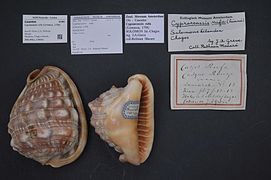 Cypraecassis rufa (Linnaeus, 1758)