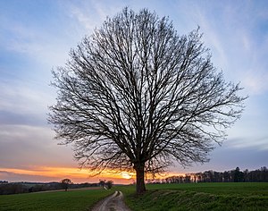 26. Platz: Roman Eisele mit Landschaftsschutzgebiet „Neckarbischofsheimer Höhen“ (Rhein-Neckar-Kreis), Blick entlang dem Wagenbacher Weg mit einem markanten Baum bei Sonnenuntergang