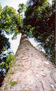 Nothofagus moorei Cobark.jpg