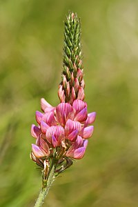 Sainfoin