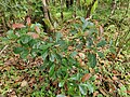 Sapling growing in rainforest restoration site