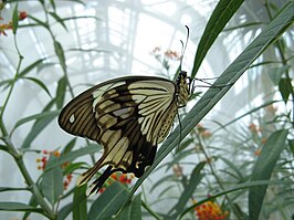 Papilio dardanus