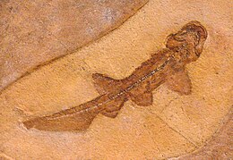 Paraorthacodus-faj