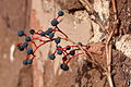 Berries efter the leaves hae dropped in hairst.