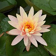 Peach Glow water-lily at Brooklyn Botanic Garden