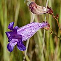 Flowers of Penstemon stenophyllus