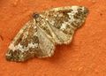 Perizoma alchemillata (Linnaeus, 1758)