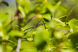 Dorocordulia lepida